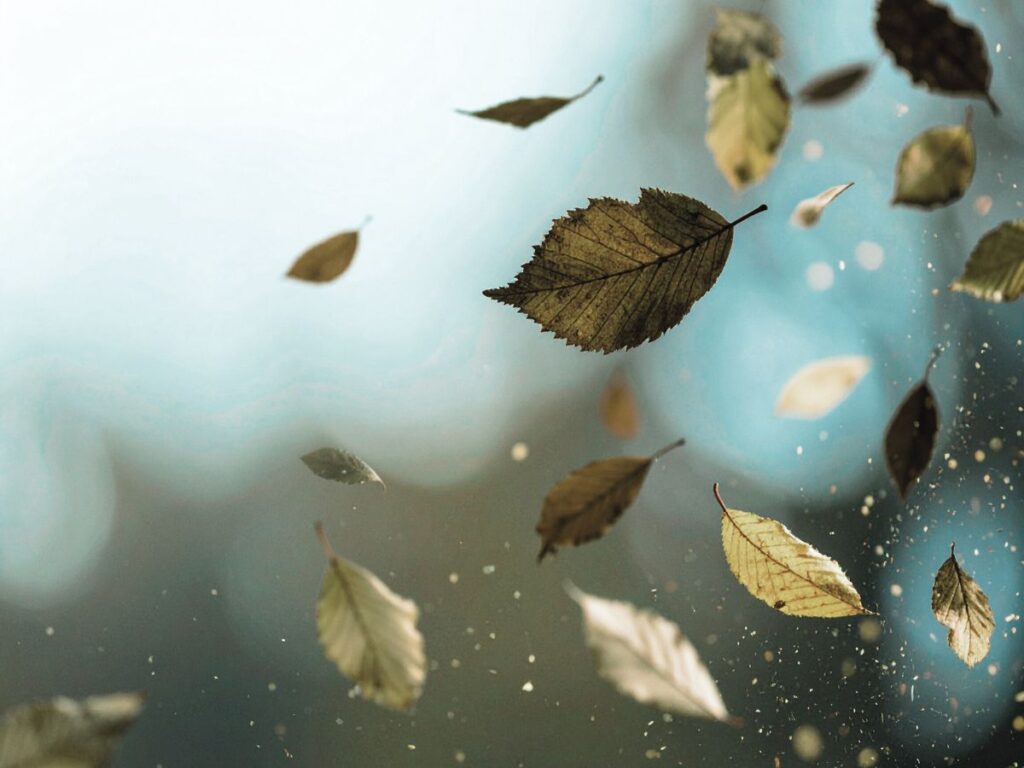 Leaves falling on a cold day