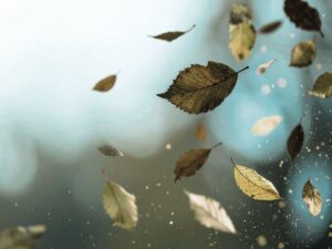 Leaves falling on a cold day