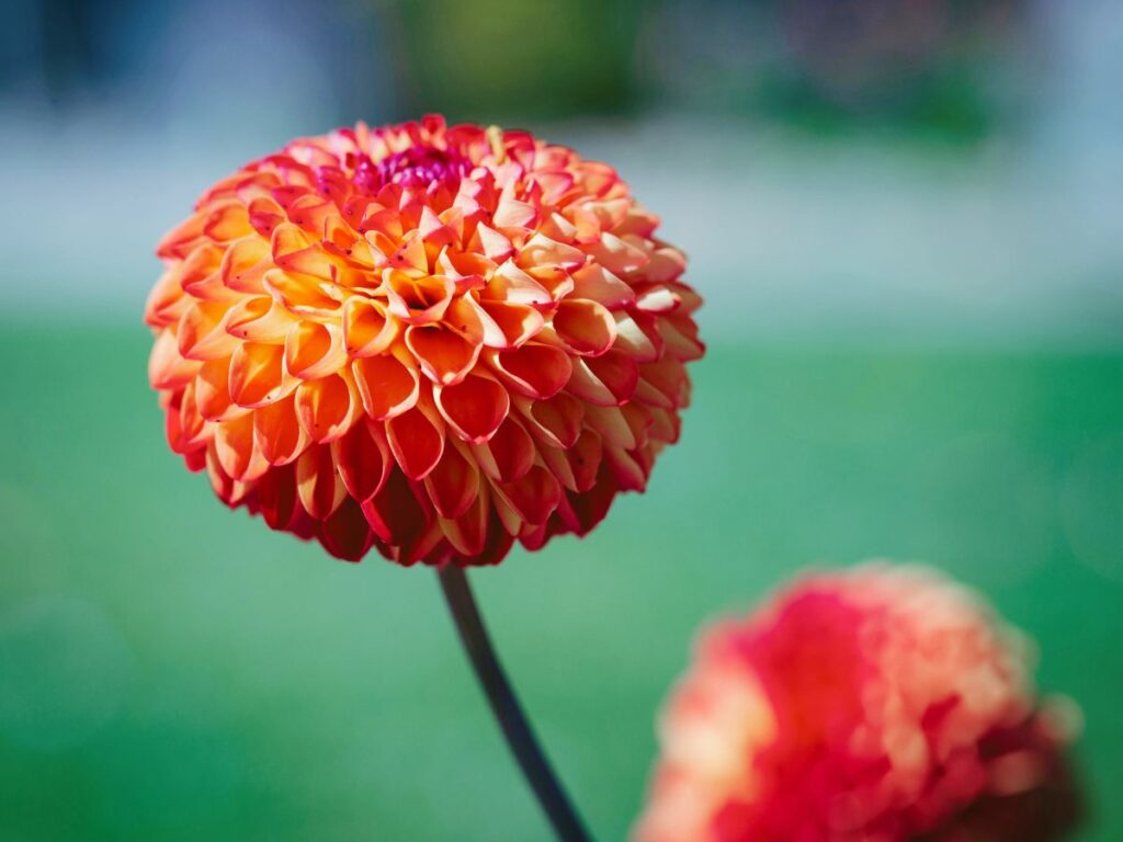 A flower in focus