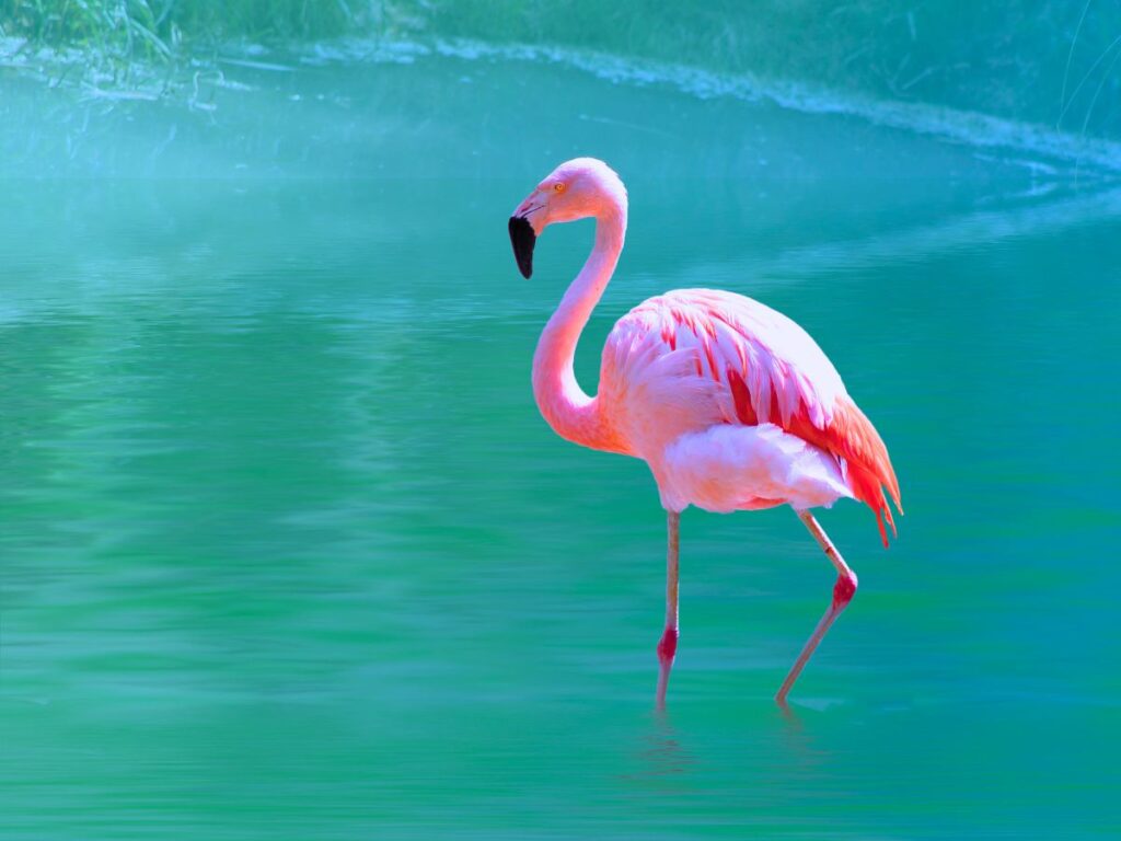 a pink flamingo in a green sea, depicting happiness