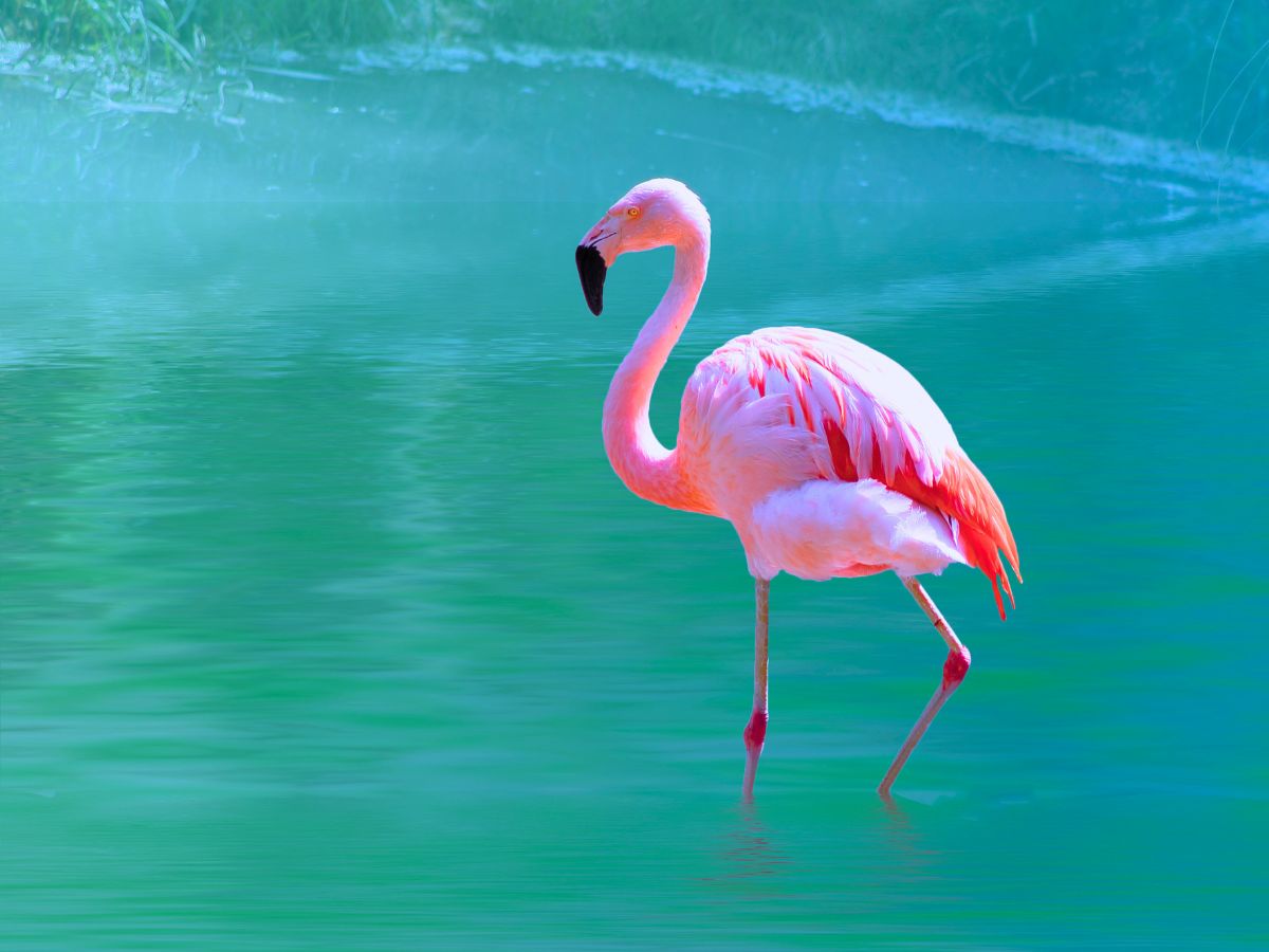 a pink flamingo in a green sea, depicting happiness